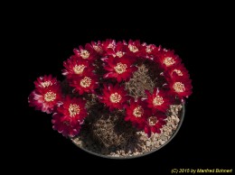 Sulcorebutia steinbachii v. markusii WR195 1246
